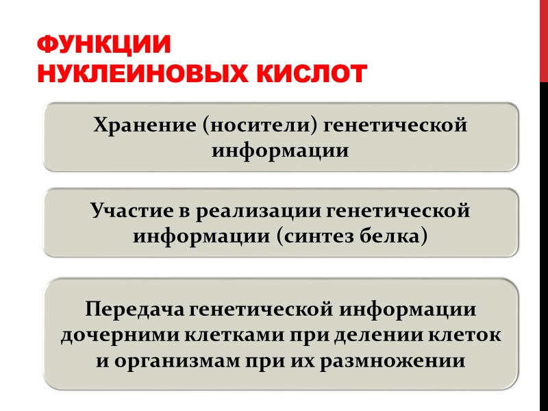 Функции нуклеиновых кислот Хранение (носители) генетической информации Участие в реализации генетической информации (синтез белка)